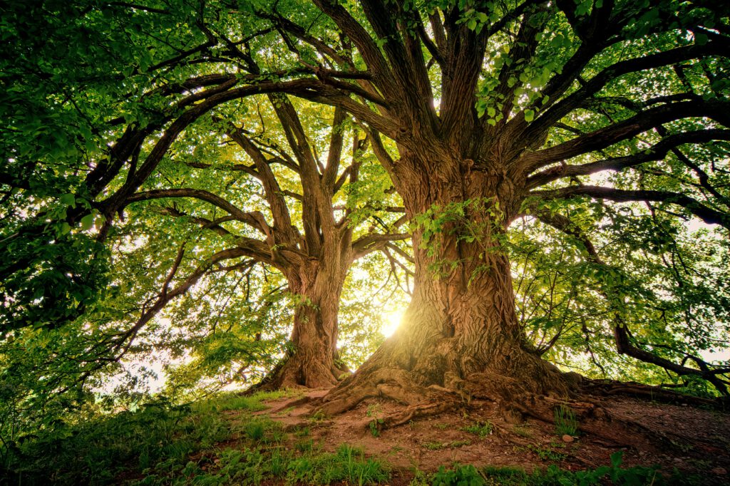Natur